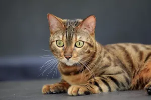 Empty Uninhabited Places Drucke: Bengal cat