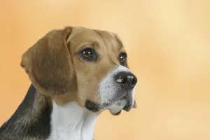 Studio Animal Photos Drucke: Beagle