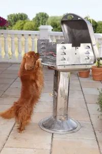 Uninhabited Outdoor Spaces Drucke: Cavalier King Charles Spaniel, ruby