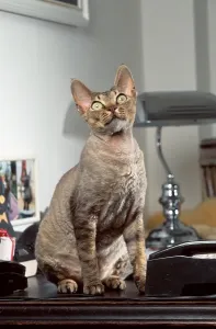 Uninhabited Interior Space Drucke: Devon Rex Cat