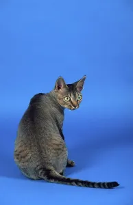 Studio Cat Photo Drucke: Devon Rex Cat