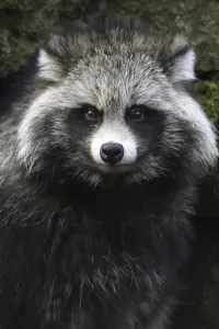 Tanuki