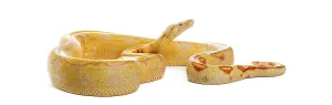 Albino Python Drucke: Albino python with yellow and orange patterns resting and looking up