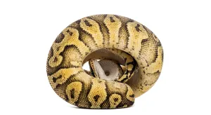 Python Regius Drucke: Ball python, python regius, curled into a tight ball