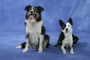 Friendly Animal Drucke: Border-Collies