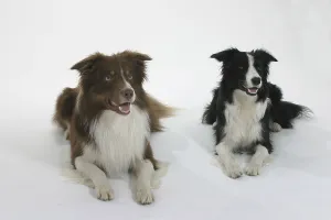 Friendly Animal Drucke: Border-Collies