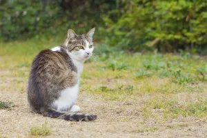 Felidae Domestic Animals Drucke: Cat