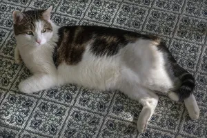 Domestic Cat Lying Down Drucke: Cat lying on a patterned carpet