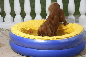 Friendly Hound Breed Drucke: Cavalier King Charles Spaniel, ruby