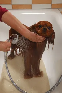 Friendly Hound Breed Drucke: Cavalier King Charles Spaniel, ruby