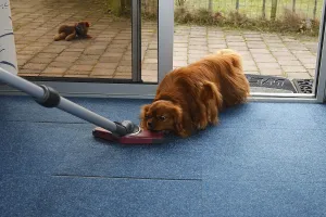 Friendly Hound Breed Drucke: Cavalier King Charles Spaniel, ruby