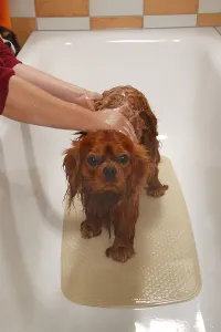 Friendly Hound Breed Drucke: Cavalier King Charles Spaniel, ruby