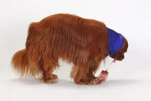 Cavalier King Charles Spaniel Pedigree Drucke: Cavalier King Charles Spaniel, ruby