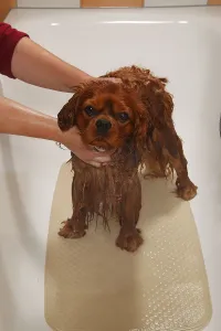 Cavalier King Charles Spaniel Portrait Drucke: Cavalier King Charles Spaniel, ruby