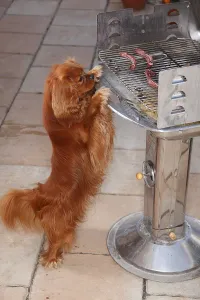 Purebred Hound Dogs Drucke: Cavalier King Charles Spaniel, ruby