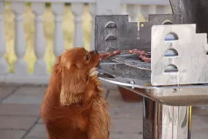Ruby Cavalier King Charles Spaniel Drucke: Cavalier King Charles Spaniel, ruby