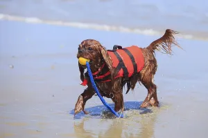 Ruby Cavalier King Charles Spaniel Drucke: Cavalier King Charles Spaniel, ruby