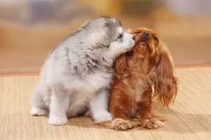 Alaskan Malamute Puppy Drucke: Cavalier King Charles Spaniel, ruby