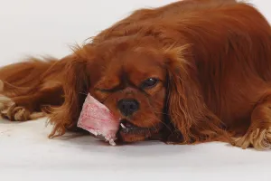 Ruby Cavalier King Charles Spaniel Drucke: Cavalier King Charles Spaniel, ruby