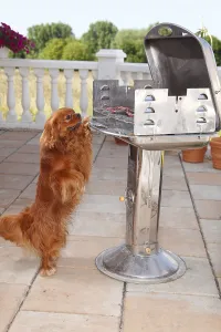 Ruby Cavalier King Charles Spaniel Drucke: Cavalier King Charles Spaniel, ruby