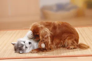 Alaskan Malamute Puppy Drucke: Cavalier King Charles Spaniel, ruby