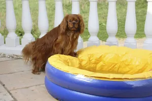 Cavalier King Charles Spaniel Images Drucke: Cavalier King Charles Spaniel, ruby