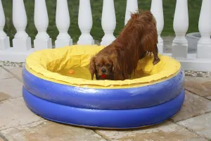Ruby Cavalier King Charles Spaniel Drucke: Cavalier King Charles Spaniel, ruby