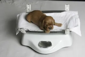 Cavalier King Charles Spaniel Photos Drucke: Cavalier King Charles Spaniel, ruby