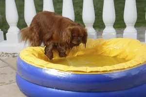 Cavalier King Charles Spaniels Drucke: Cavalier King Charles Spaniel, ruby