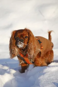Ruby Cavalier King Charles Spaniel Drucke: Cavalier King Charles Spaniel, ruby