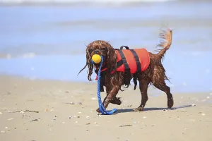 Ruby Cavalier King Charles Spaniel Drucke: Cavalier King Charles Spaniel, ruby
