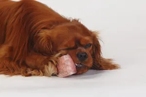 Ruby Cavalier King Charles Spaniel Drucke: Cavalier King Charles Spaniel, ruby