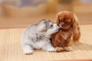 Cavalier King Charles Spaniel Images Drucke: Cavalier King Charles Spaniel, ruby