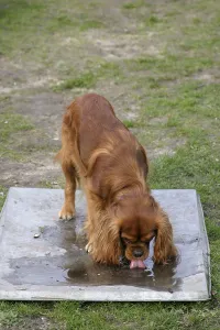 Ruby Cavalier King Charles Spaniel Drucke: Cavalier King Charles Spaniel, ruby