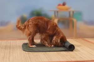 Ruby Cavalier King Charles Spaniel Drucke: Cavalier King Charles Spaniel, ruby