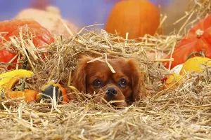 Ruby Cavalier King Charles Spaniel Drucke: Cavalier King Charles Spaniel, ruby