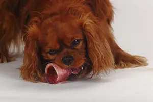 Ruby Cavalier King Charles Spaniel Drucke: Cavalier King Charles Spaniel, ruby
