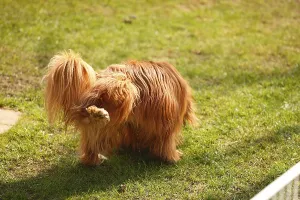 Ruby Cavalier King Charles Spaniel Drucke: Cavalier King Charles Spaniel, ruby