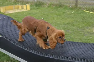 Ruby Cavalier King Charles Spaniel Drucke: Cavalier King Charles Spaniel, ruby