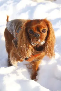 Ruby Cavalier King Charles Spaniel Drucke: Cavalier King Charles Spaniel, ruby