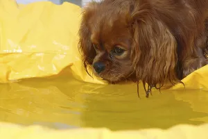 Ruby Cavalier King Charles Spaniel Drucke: Cavalier King Charles Spaniel, ruby