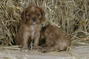 6 Week Old Puppies Drucke: Cavalier King Charles Spaniel, ruby