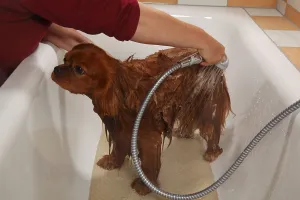 Ruby Cavalier King Charles Spaniel Drucke: Cavalier King Charles Spaniel, ruby