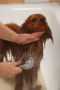 Ruby Cavalier King Charles Spaniel Drucke: Cavalier King Charles Spaniel, ruby