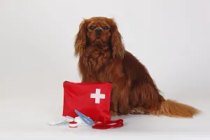 Friendly Family Pet Drucke: Cavalier King Charles Spaniel, ruby