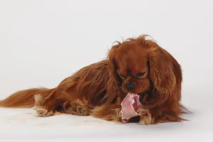 Ruby Cavalier King Charles Spaniel Drucke: Cavalier King Charles Spaniel, ruby
