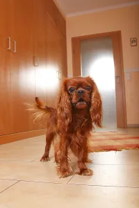 Cavalier King Charles Spaniel Images Drucke: Cavalier King Charles Spaniel, ruby