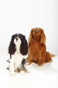 Ruby Cavalier King Charles Spaniel Drucke: Cavalier King Charles Spaniel, ruby