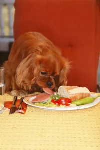 Cavalier King Charles Spaniel Images Drucke: Cavalier King Charles Spaniel, ruby