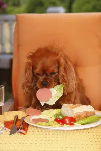 Cavalier King Charles Spaniel Images Drucke: Cavalier King Charles Spaniel, ruby